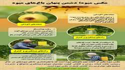 مگس میوه دشمن پنهان باغات مازندران